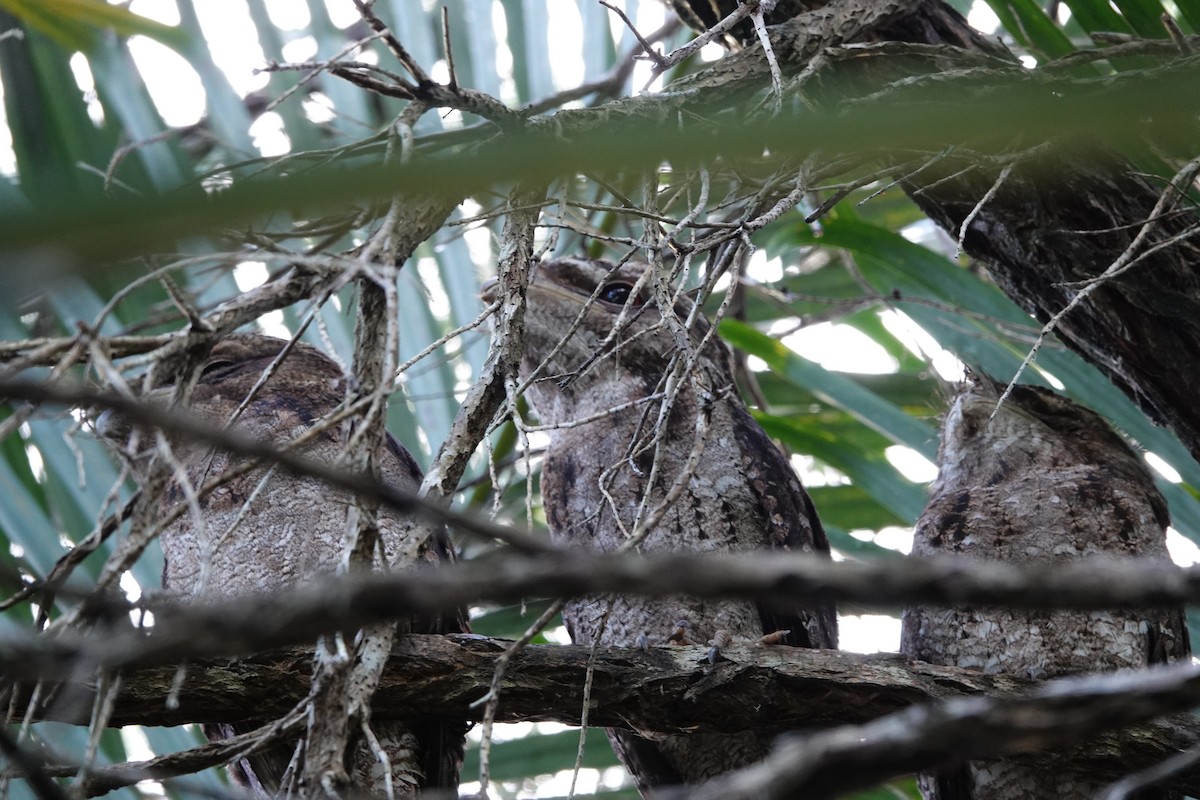 Papuan Frogmouth - ML632714674