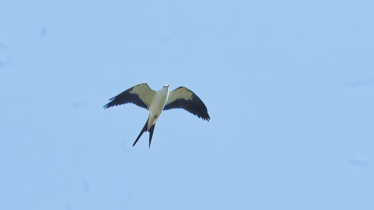 Swallow-tailed Kite - ML632714701