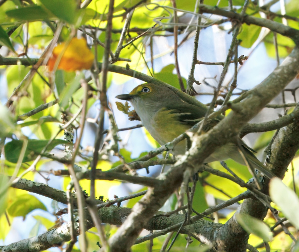 White-eyed Vireo - ML632714720