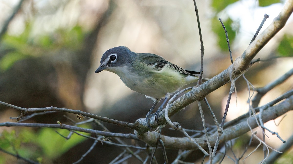 Blue-headed Vireo - ML632714733