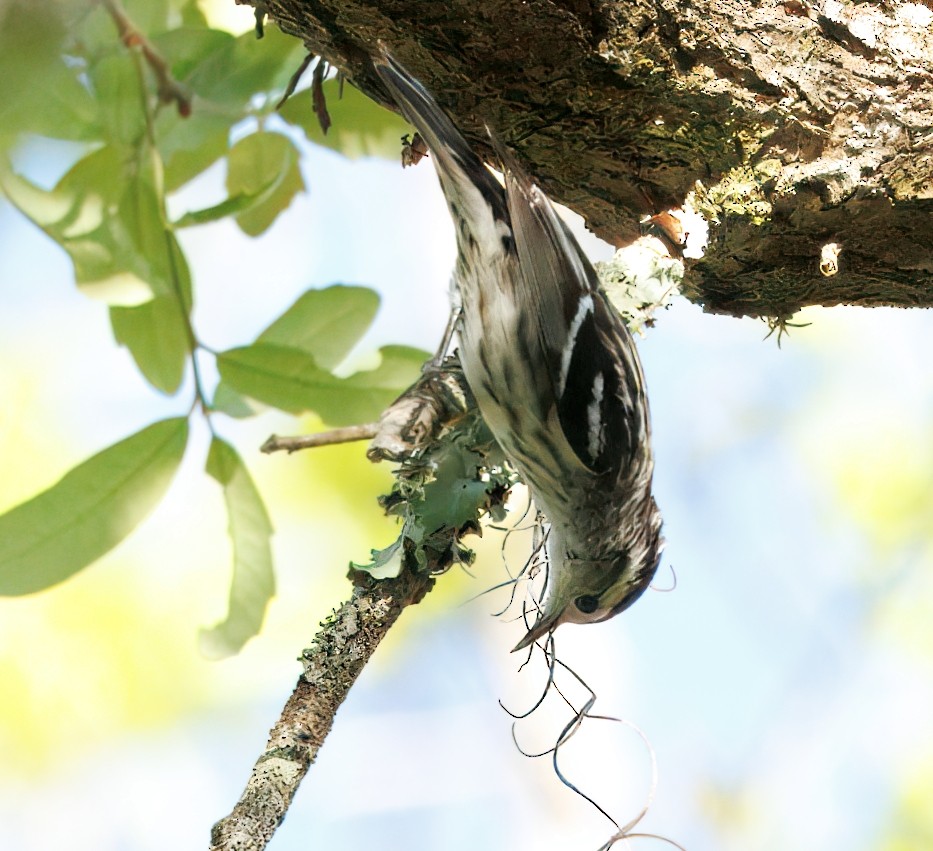 Black-and-white Warbler - ML632714753