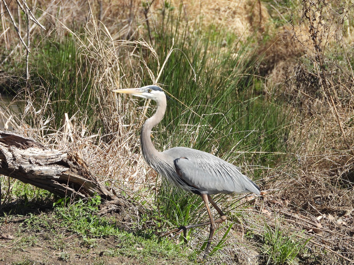 Great Blue Heron - ML632714765
