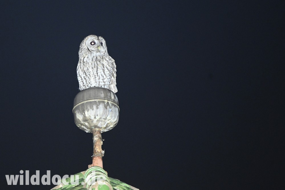 Tawny Owl (Maghreb) - ML632714959