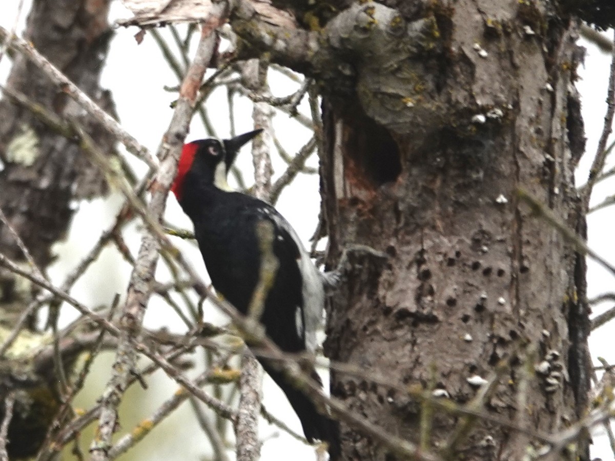 Acorn Woodpecker - ML632715005