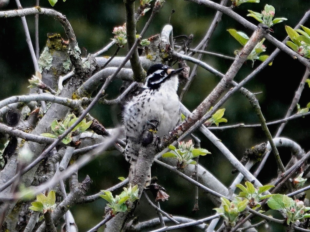 Nuttall's Woodpecker - ML632715028