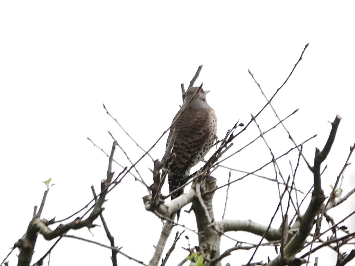 Northern Flicker - ML632715033