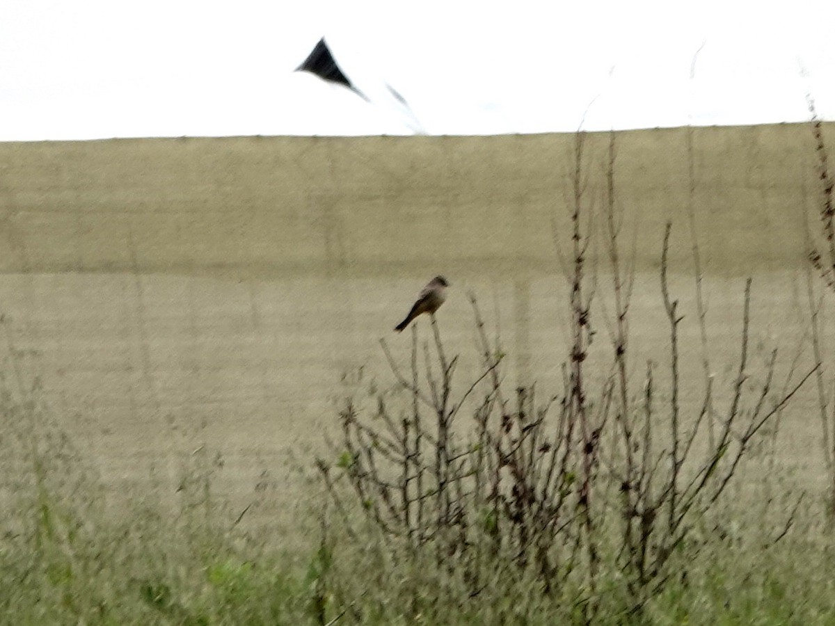 Say's Phoebe - ML632715039