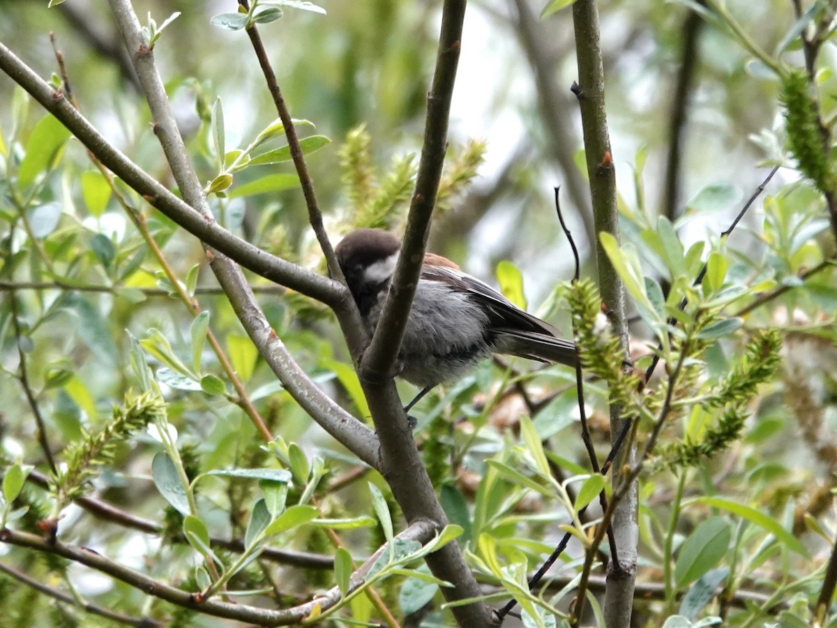 Chestnut-backed Chickadee - ML632715050