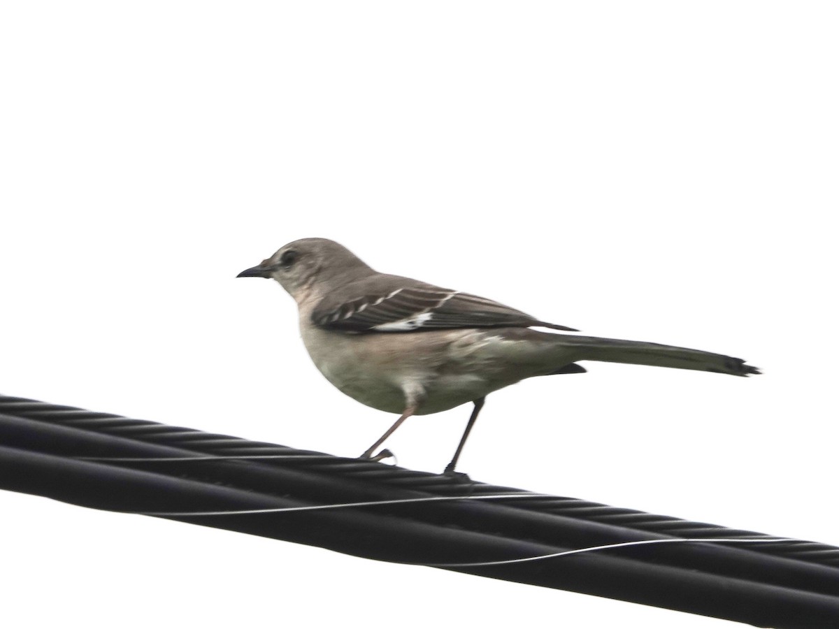 Northern Mockingbird - ML632715060