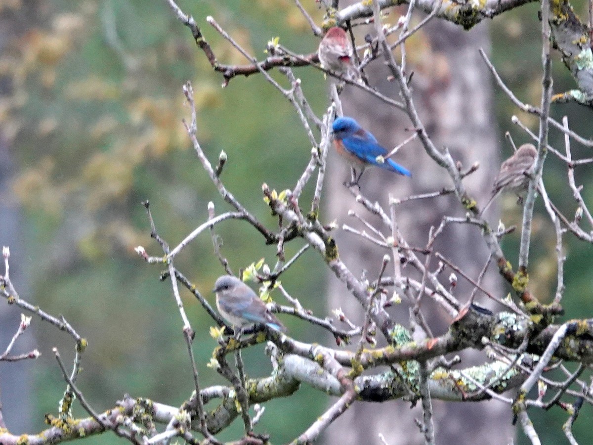 Western Bluebird - ML632715064