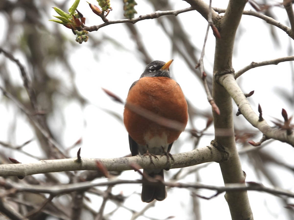 American Robin - ML632715077