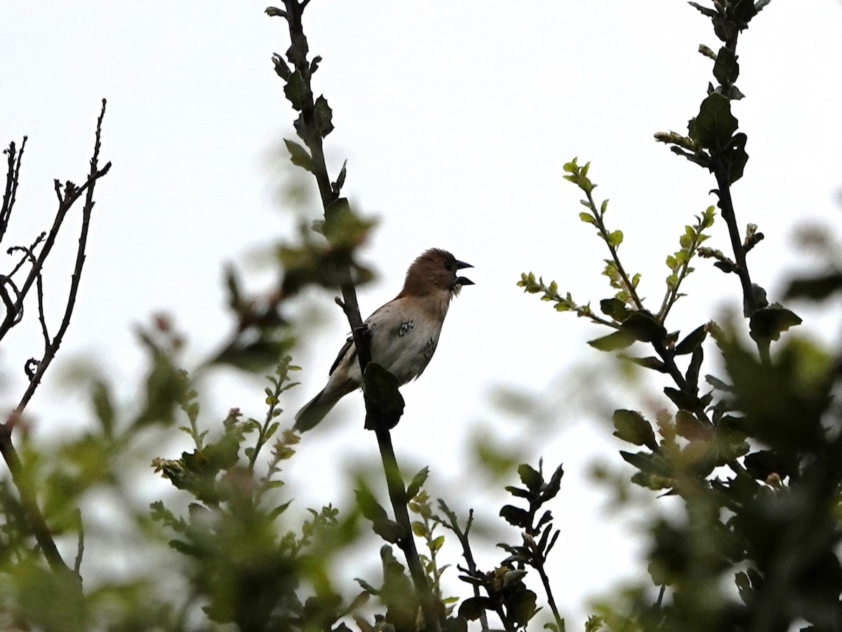 Munia pettosquamato - ML632715081