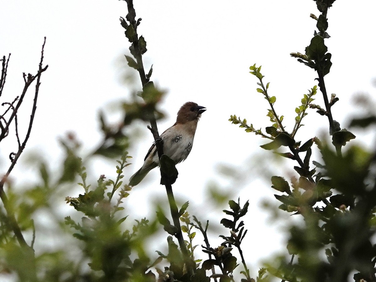 Munia pettosquamato - ML632715083