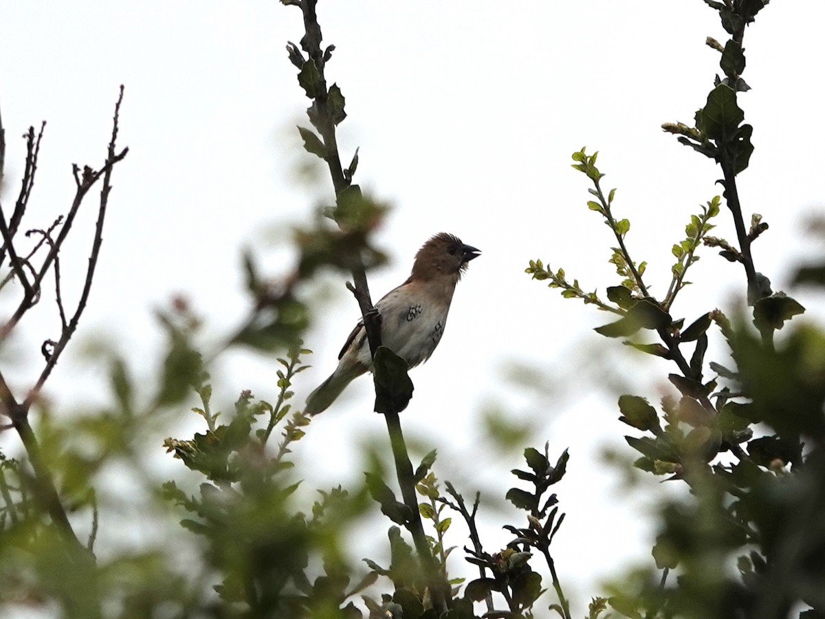 Munia pettosquamato - ML632715085