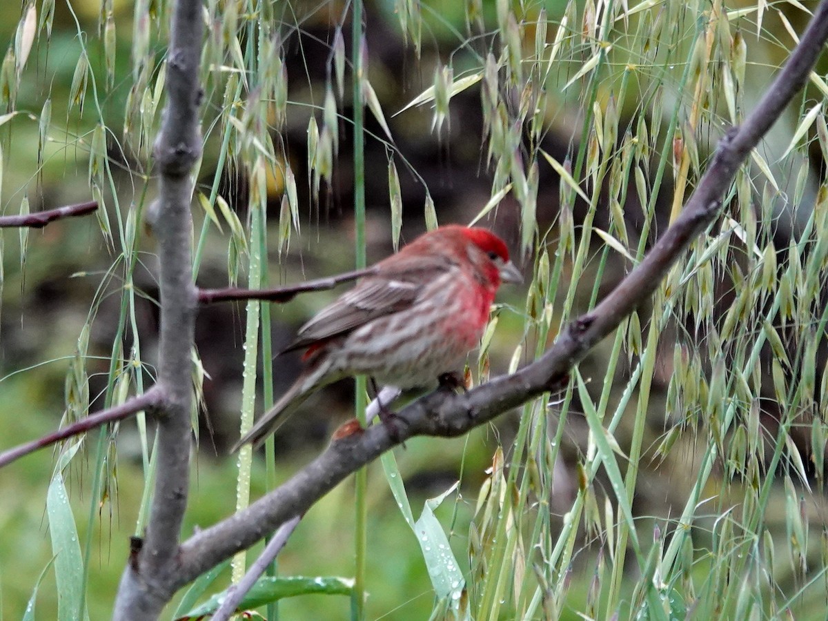 House Finch - ML632715093