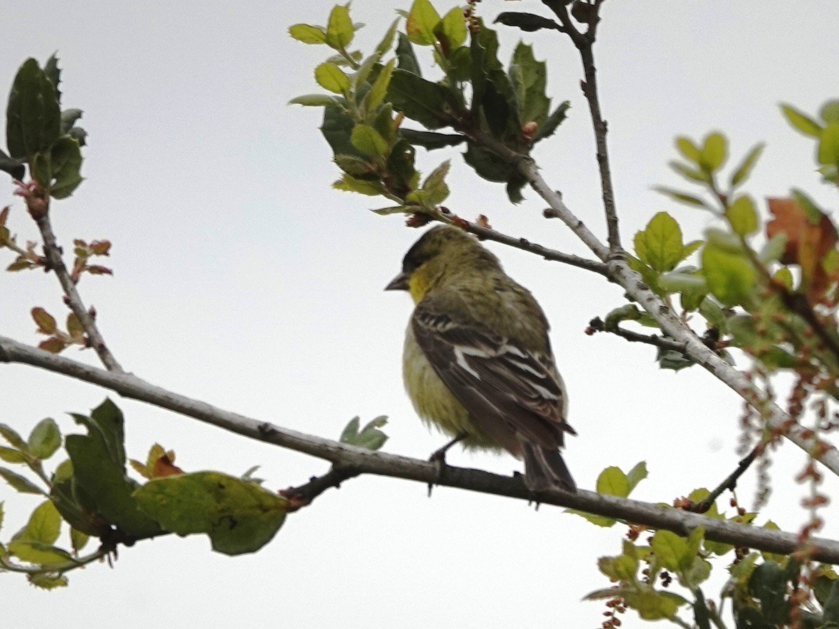 Lesser Goldfinch - ML632715098