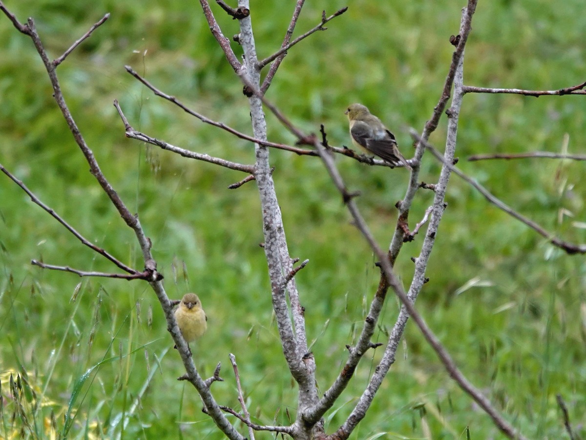 Lesser Goldfinch - ML632715099