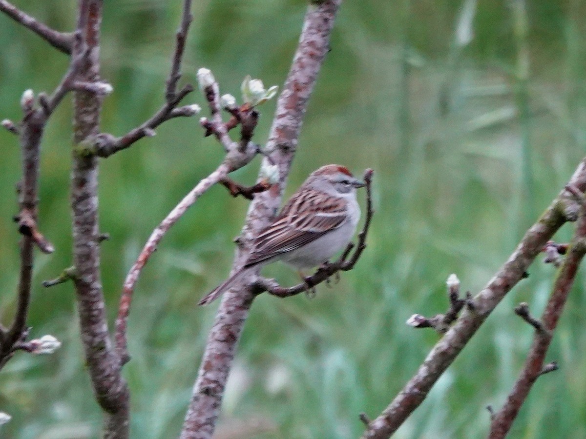 Chipping Sparrow - ML632715105