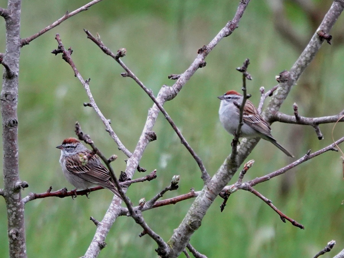 Chipping Sparrow - ML632715106