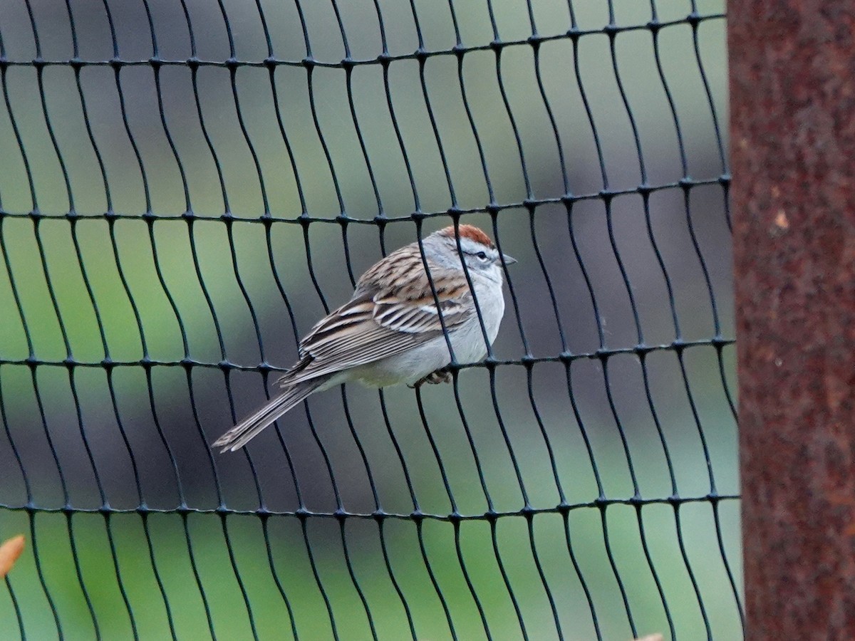 Chipping Sparrow - ML632715109