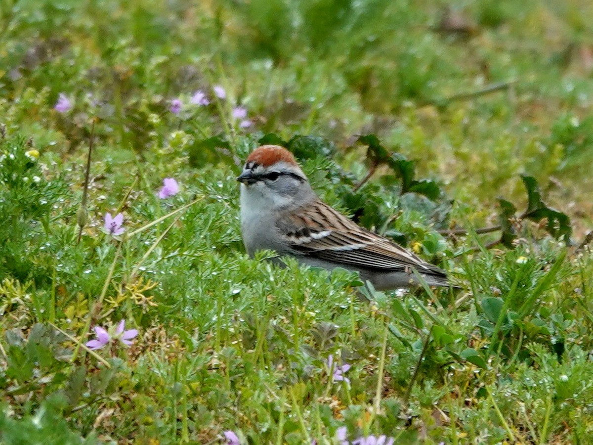Chipping Sparrow - ML632715112