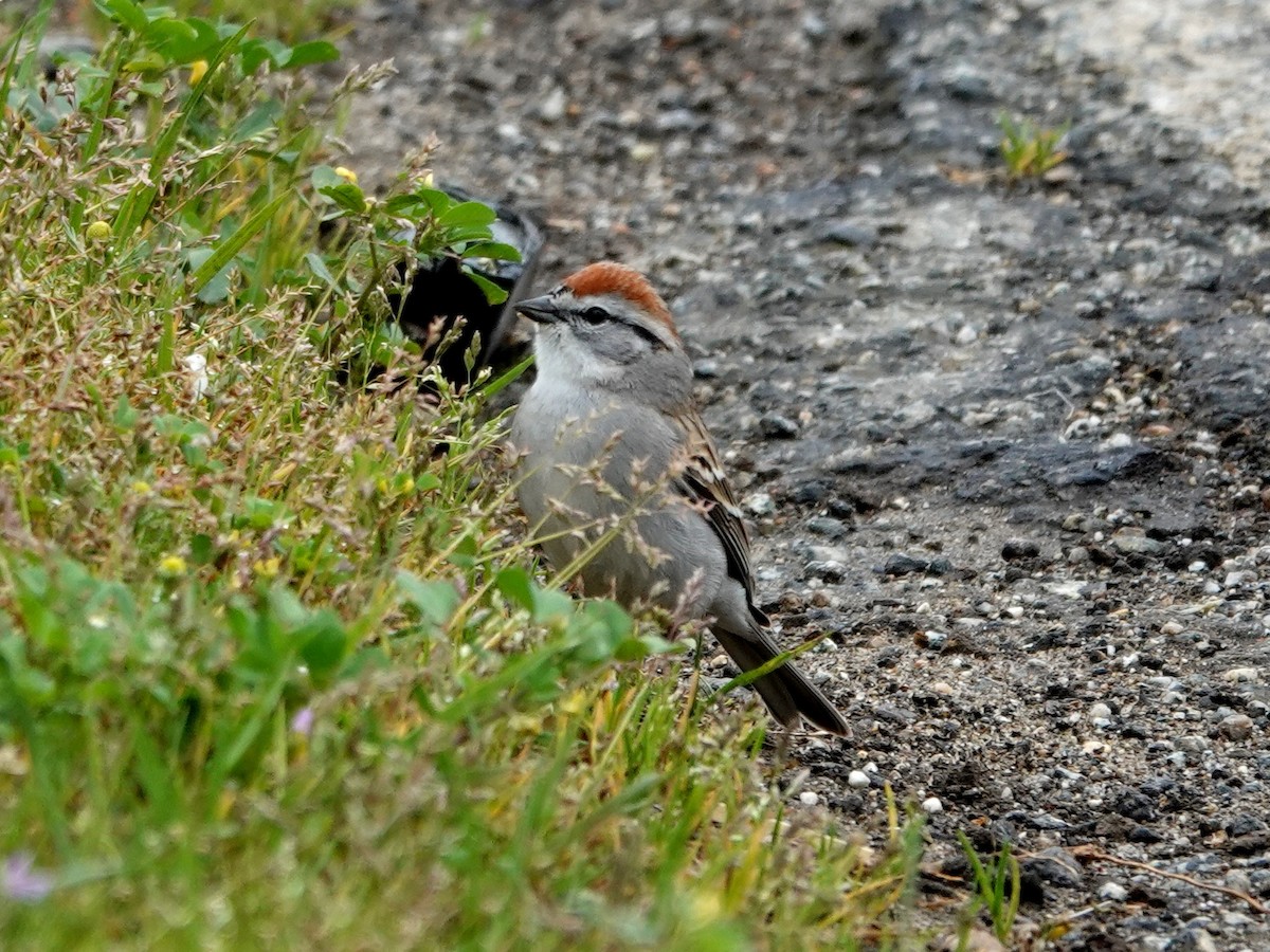 Chipping Sparrow - ML632715116