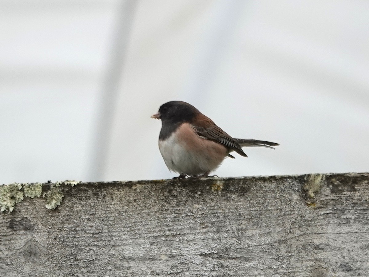 Dark-eyed Junco - ML632715122