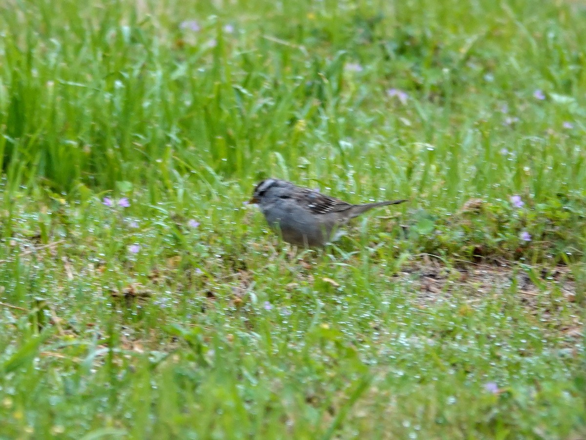 White-crowned Sparrow - ML632715132