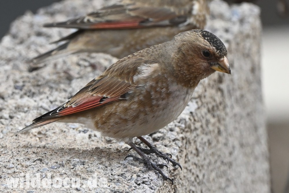 Crimson-winged Finch (African) - ML632715133
