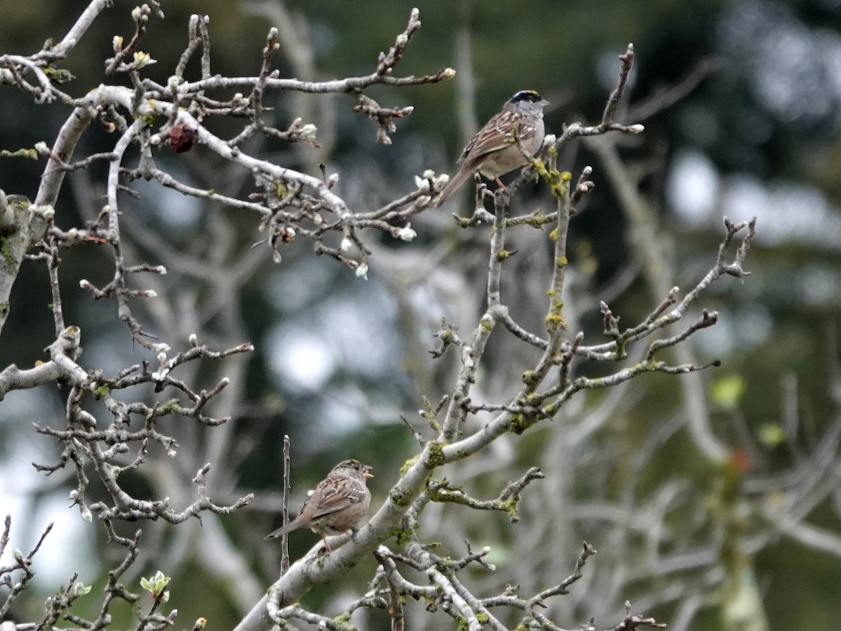 Golden-crowned Sparrow - ML632715140