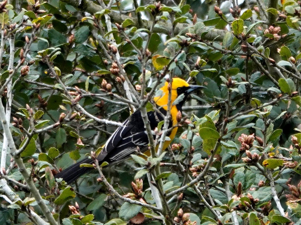 Hooded Oriole - ML632715147