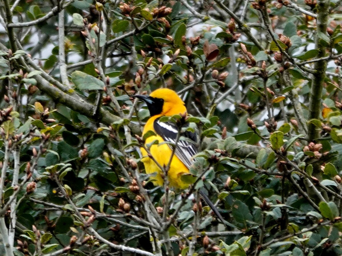 Hooded Oriole - ML632715149