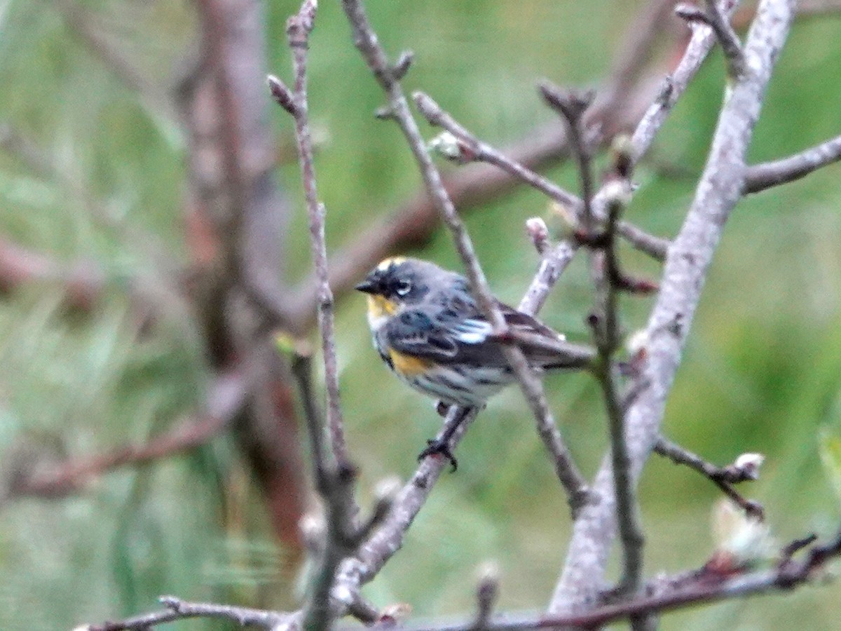 Yellow-rumped Warbler - ML632715157