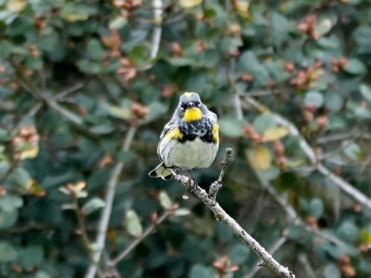 Yellow-rumped Warbler - ML632715169
