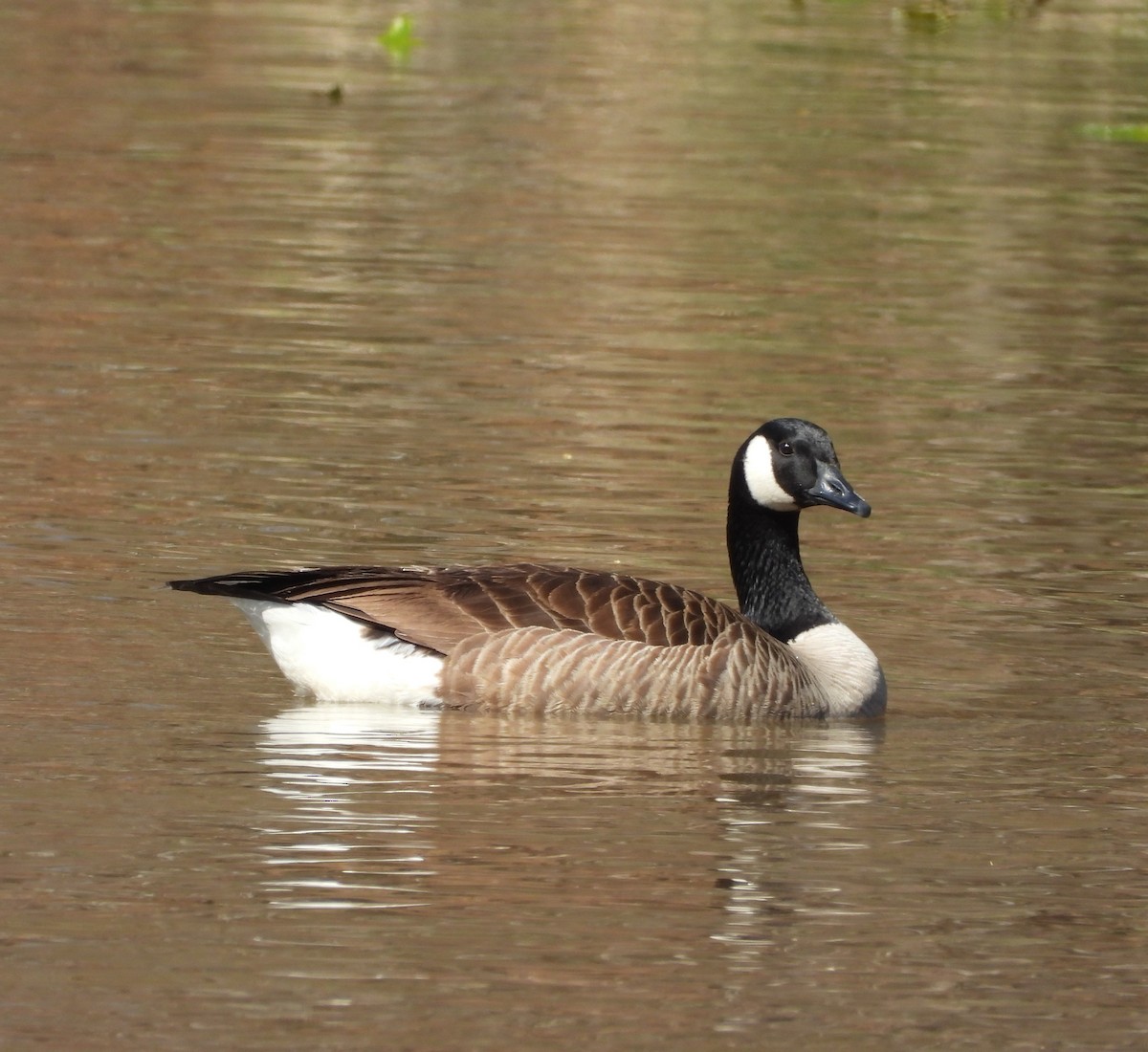 Canada Goose - ML632715181