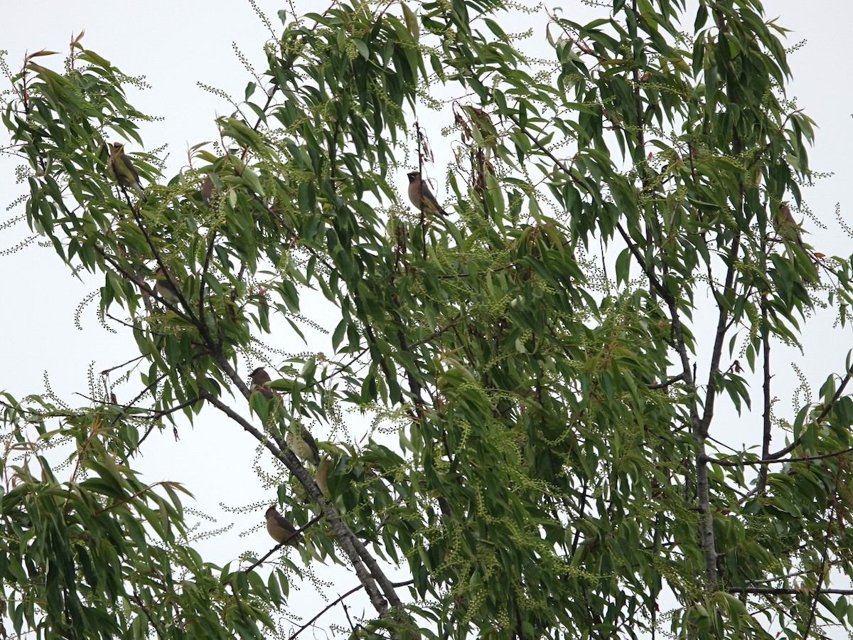 Cedar Waxwing - ML632715187