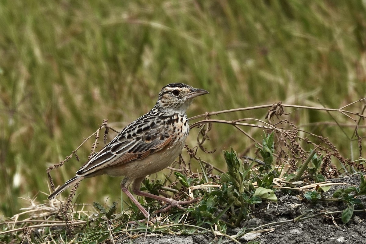 Red-winged Lark - ML632715218