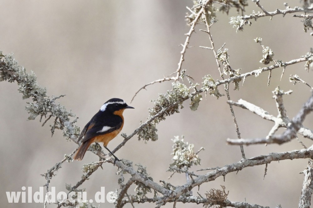 Moussier's Redstart - ML632715233