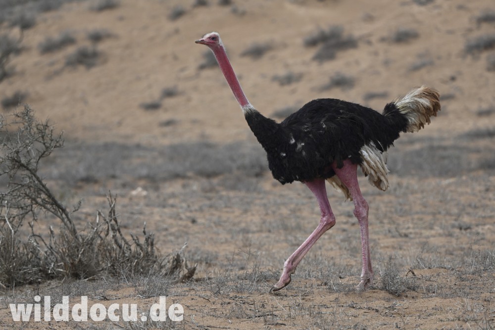 Common Ostrich - ML632715264