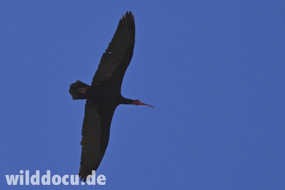 Northern Bald Ibis - ML632715310