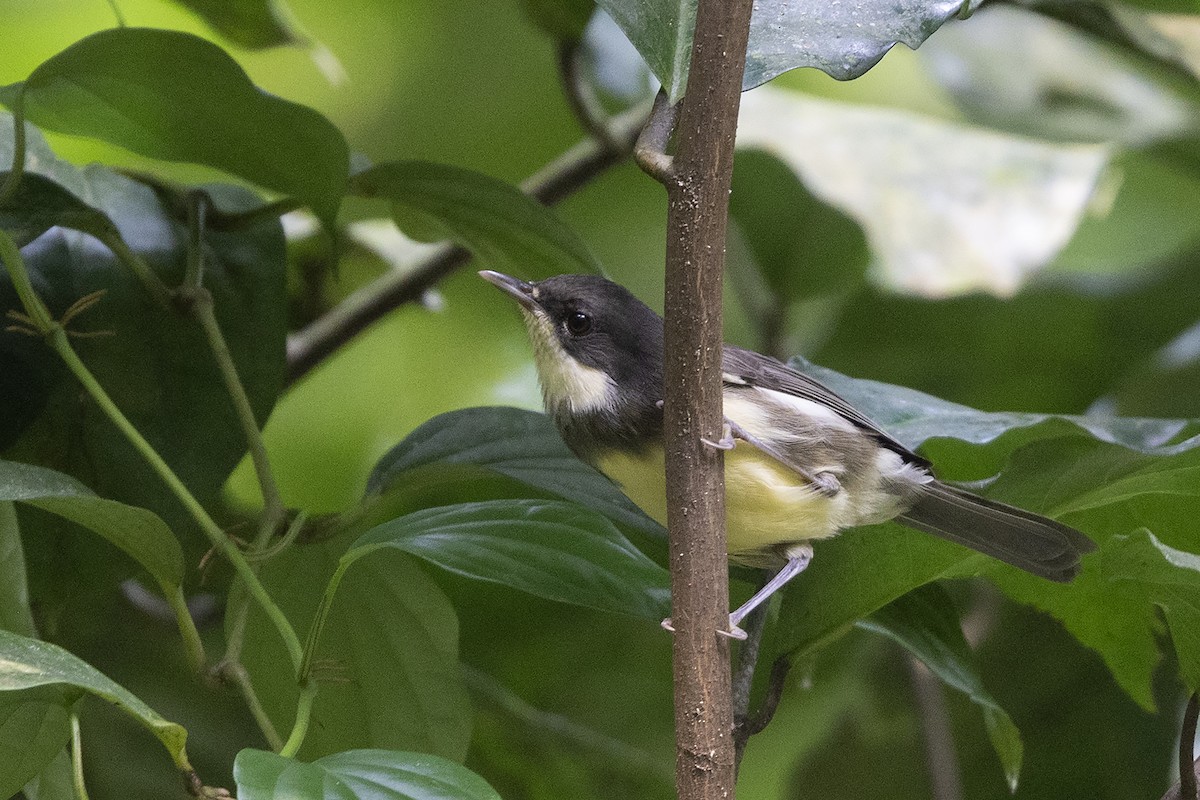 Dohrn's Thrush-Babbler - ML632715321