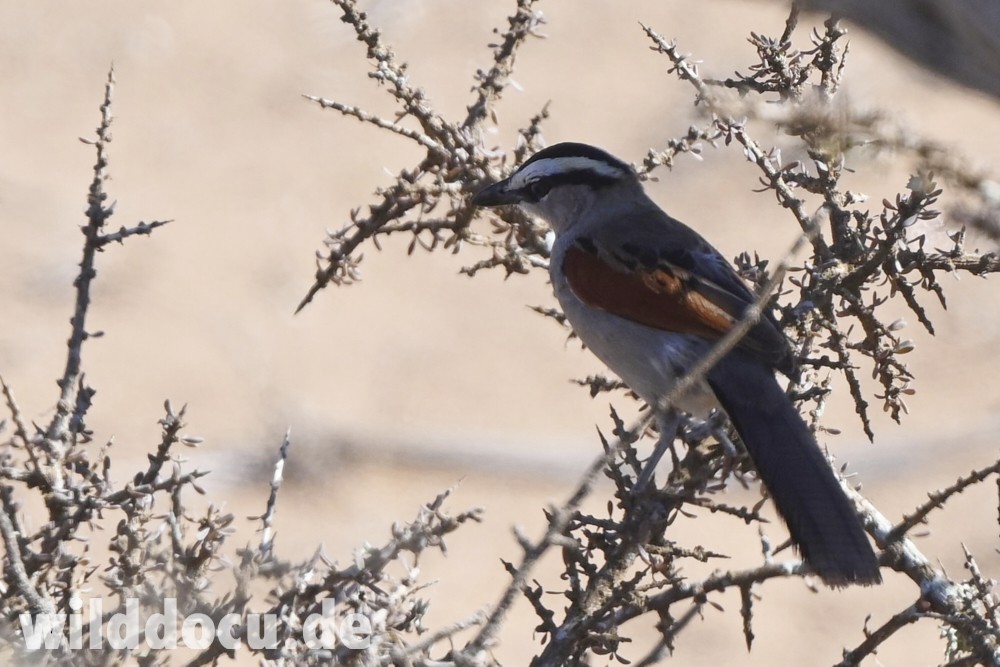 Black-crowned Tchagra - ML632715355