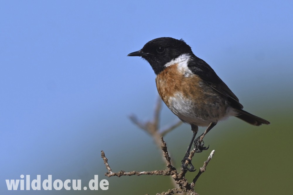European Stonechat - ML632715397