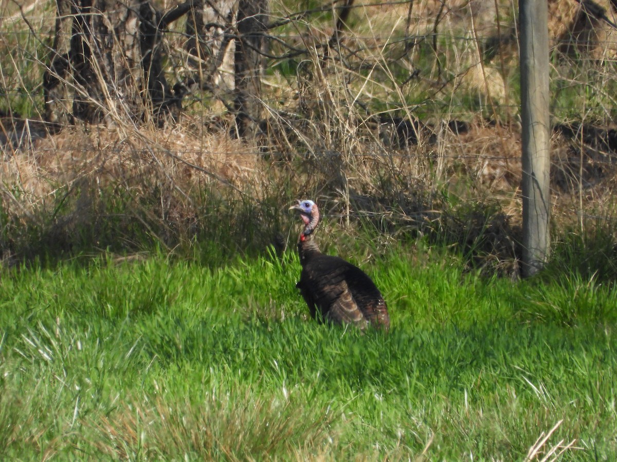 Wild Turkey - ML632715498