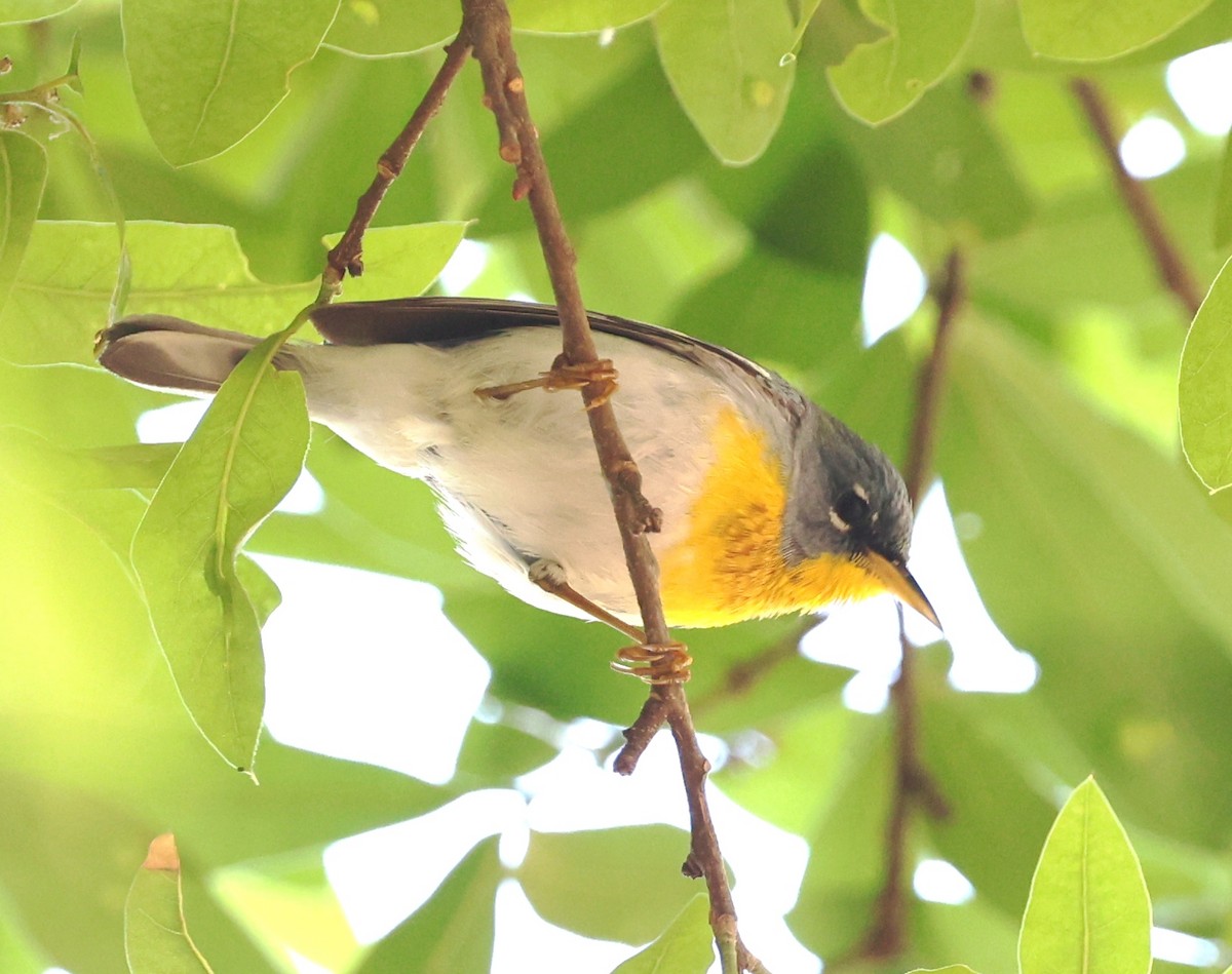 Northern Parula - ML632715619
