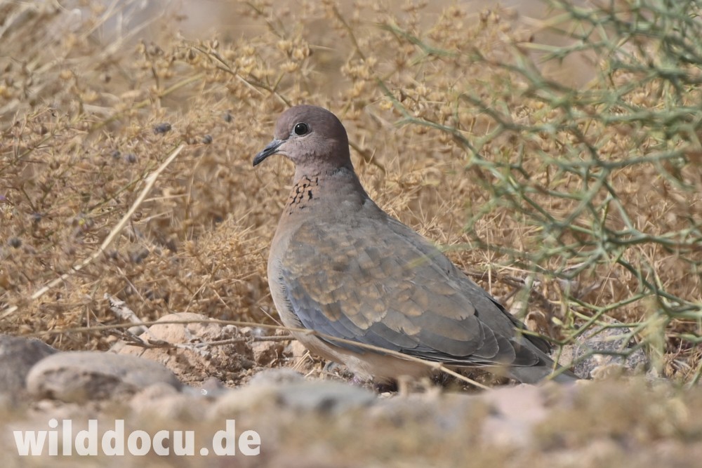 Laughing Dove - ML632715671