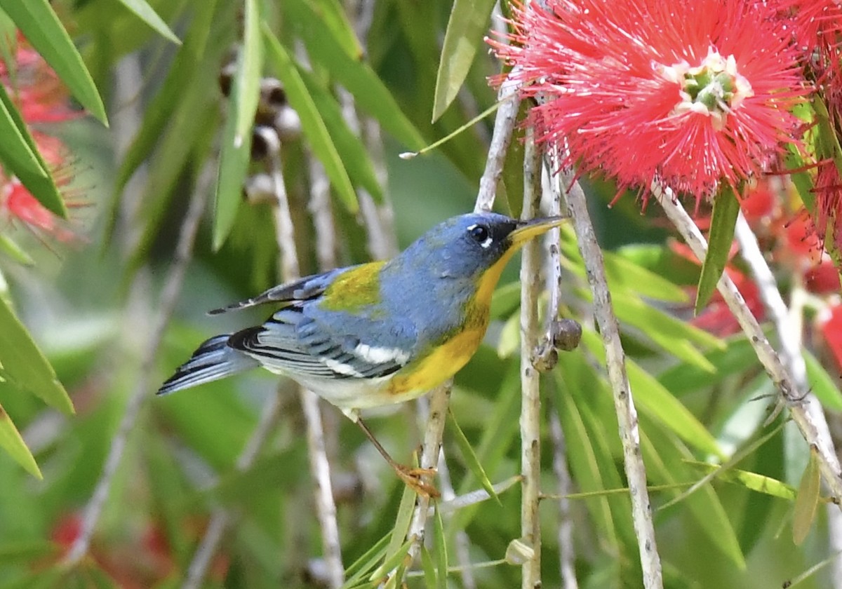 Northern Parula - ML632715771