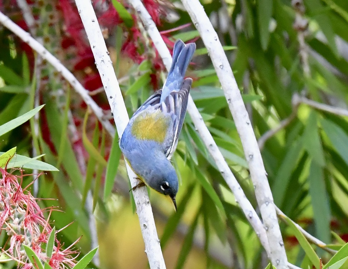 Northern Parula - ML632715782