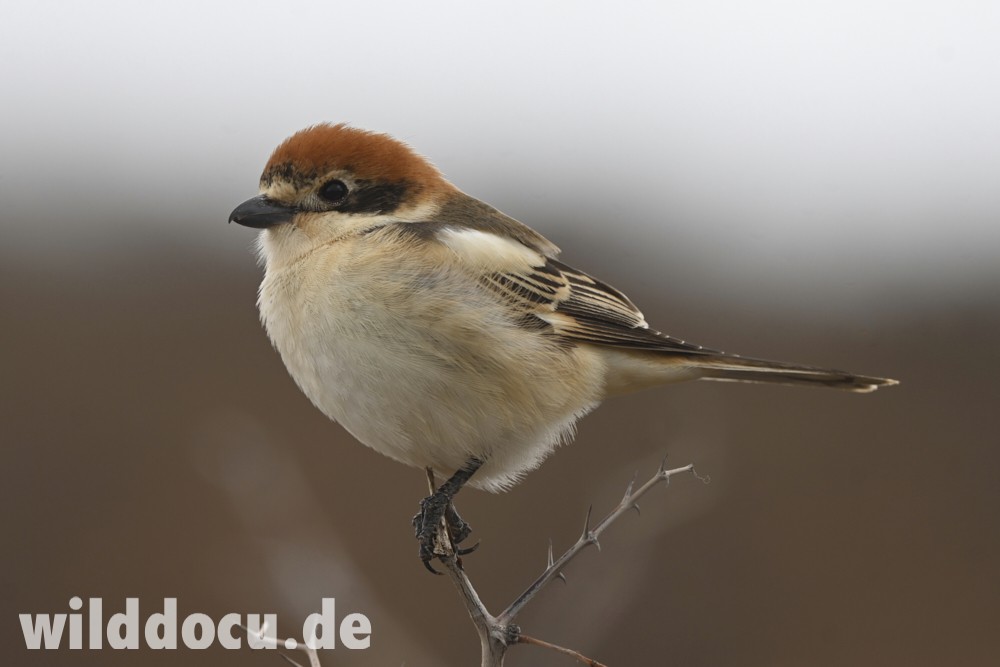 Woodchat Shrike - ML632715857
