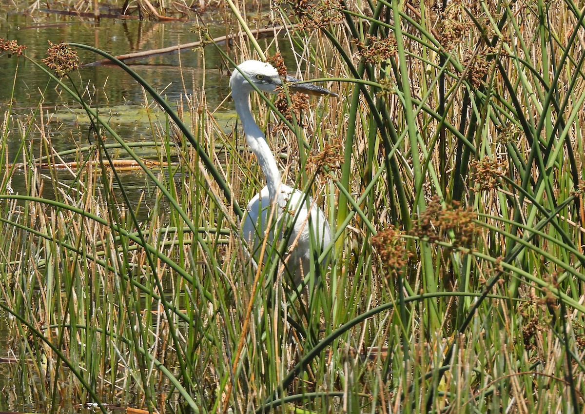 Great Blue Heron (Great White) - ML632716022